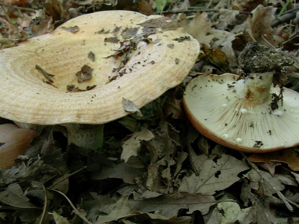2106 Ottobre vecchio ritrovamento